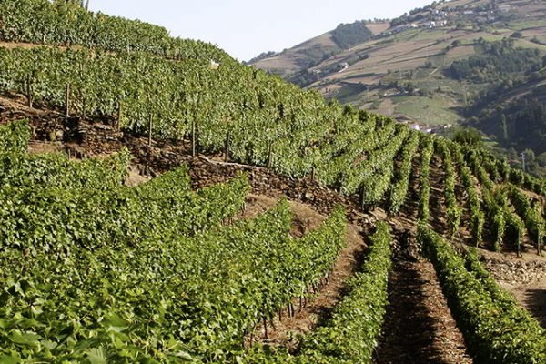 viticultura heroica cangas del narcea