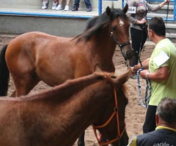 Ecunarcea – Feria del entorno del caballo